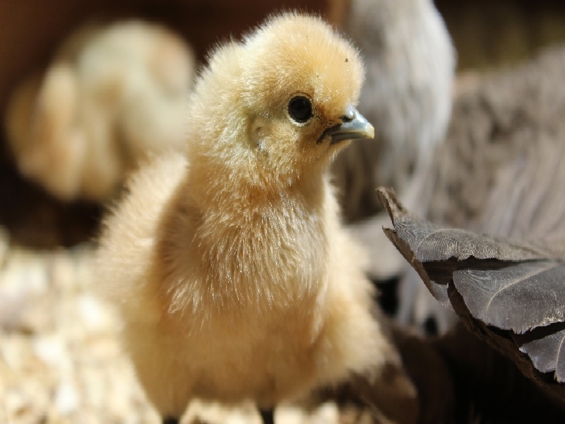 杨女士成功案例